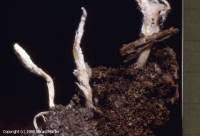 Attēlu rezultāti vaicājumam “Cordyceps farinosa”