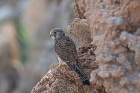 Attēlu rezultāti vaicājumam “Falco tinnunculus”