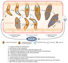 Attēlu rezultāti vaicājumam “Comatricha elegans var. microspora spores”