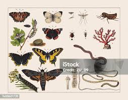 Attēlu rezultāti vaicājumam “Retinia resinella pupa”