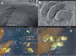 Attēlu rezultāti vaicājumam “Hydrachna”