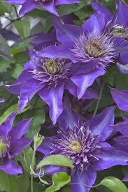 Image result for clematis multi blue