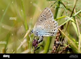 Attēlu rezultāti vaicājumam “Maculinea alcon female”