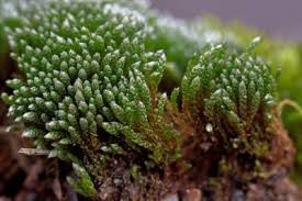 Attēlu rezultāti vaicājumam “Bryum argenteum”