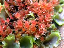 Attēlu rezultāti vaicājumam “Bryum pallens”