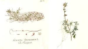 Attēlu rezultāti vaicājumam “Cuscuta epithymum subsp. trifolii flower”