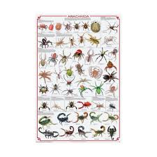 Attēlu rezultāti vaicājumam “Arachnida”