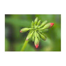 Attēlu rezultāti vaicājumam “Geranium bohemicum bud”