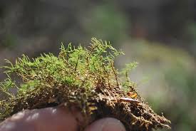 Attēlu rezultāti vaicājumam “Abietinella abietina”