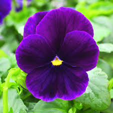 Image result for Viola wittrockiana