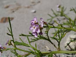 Attēlu rezultāti vaicājumam “Cakile maritima subsp. baltica leaf”