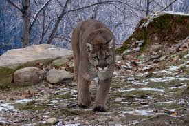 Image result for Craigmount Cougars