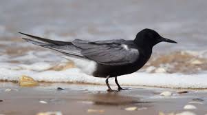 Attēlu rezultāti vaicājumam “Chlidonias niger”