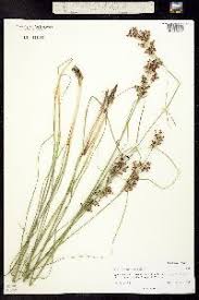 Attēlu rezultāti vaicājumam “Juncus compressus”