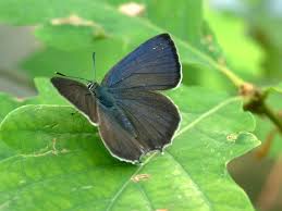 Attēlu rezultāti vaicājumam “Favonius quercus”