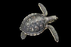 Image result for Chelonia mydas