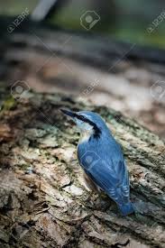 Attēlu rezultāti vaicājumam “Sitta europaea”