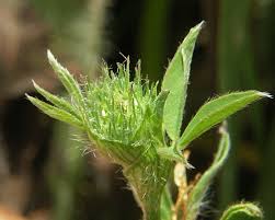 Attēlu rezultāti vaicājumam “Everes argiades female”