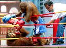 Animal lovers seek to KO Thailand orangutan kick boxing matches ...