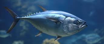 Image result for Thunnus thynnus