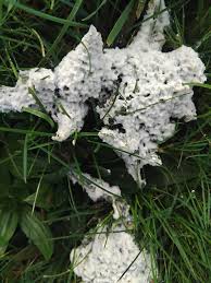 Attēlu rezultāti vaicājumam “Didymium spongiosum spores”