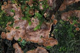 Attēlu rezultāti vaicājumam “Phleogena faginea sessile”