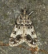 Attēlu rezultāti vaicājumam “Eudonia lacustrata”