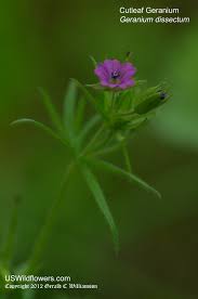 Attēlu rezultāti vaicājumam “Geranium dissectum fruit”