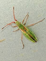 Attēlu rezultāti vaicājumam “Myrmus miriformis”