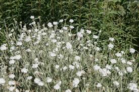 Image result for Lychnis coronaria alba