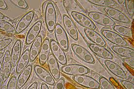 Attēlu rezultāti vaicājumam “Byssonectria fusispora”