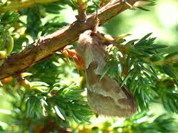Attēlu rezultāti vaicājumam “Hepialus lupulinus”
