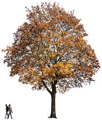 Attēlu rezultāti vaicājumam “Acer pseudoplatanus”