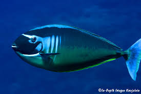 Image result for Naso hexacanthus