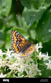 Attēlu rezultāti vaicājumam “Euphydryas maturna upperside”