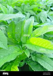 Attēlu rezultāti vaicājumam “Chaerophyllum aromaticum leaf”