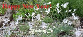 Attēlu rezultāti vaicājumam “Dianthus arenarius bud”