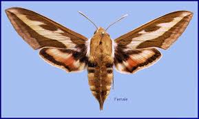 Attēlu rezultāti vaicājumam “Hyles gallii imago”