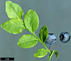 Attēlu rezultāti vaicājumam “Vaccinium myrtillus”