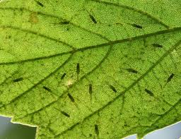 Attēlu rezultāti vaicājumam “Drepanosiphum platanoidis exuvia”