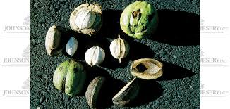 Attēlu rezultāti vaicājumam “Carya ovata fruit”