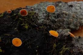 Attēlu rezultāti vaicājumam “Lachnellula willkommii”