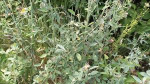 Attēlu rezultāti vaicājumam “Medicago x varia  flower”