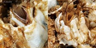 Attēlu rezultāti vaicājumam “Balanus improvisus”