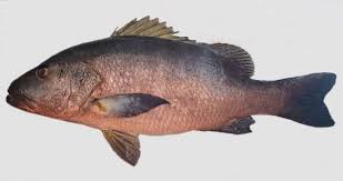 Image result for Lutjanus novemfasciatus