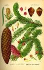 <b>Picea</b> abies (Norway spruce)