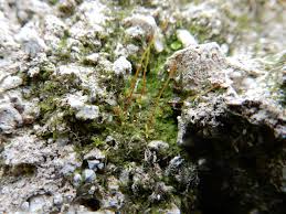 Attēlu rezultāti vaicājumam “Aloina rigida”