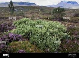 Attēlu rezultāti vaicājumam “Salix aurita flower”