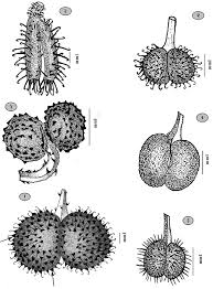 Attēlu rezultāti vaicājumam “Galium aparine fruit”