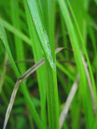 Attēlu rezultāti vaicājumam “Carex appropinquata leaf”